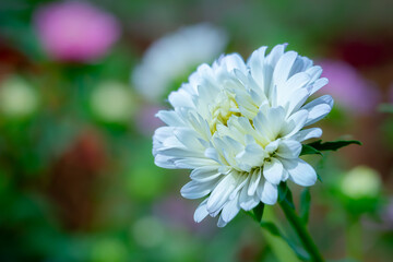 Chrysanthemum flower that grows with good care, in a flower garden