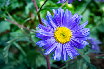 Purple daisy flowers that grow with good care in a flower garden