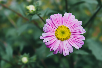 Obraz premium Pink daisy flowers that grow with good care in a flower garden