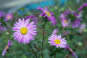 Obraz premium Pink daisy flowers that grow with good care in a flower garden