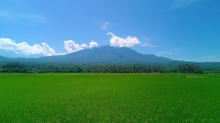 Fototapeta premium Lush green rice paddy field under a vibrant blue sky with a majestic mountain in the background.