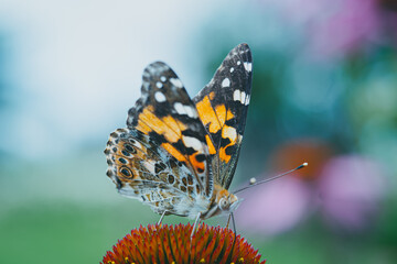 painted lady butterfly looking for honey in purple coneflowers in a flower garden