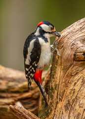 Great spotted woodpecker (Dendrocopos major); male hammering on a dead tree, Finland