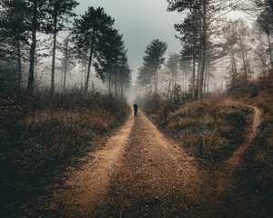 persona en el bosque sobre una niebla