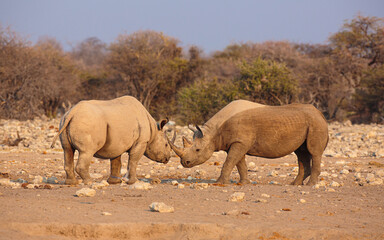 Fototapeta premium Black rhinoceros (Diceros bicornis); Confrontation between two bulls, Etosha National Park, Namibia 