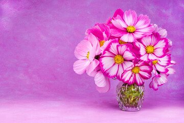 Beautiful pink cosmos flowers on background