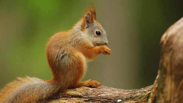 Red squirrel (Sciurus vulgaris) eating seeds of a plant