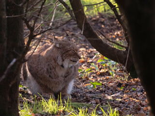 lynx