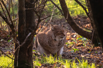 Fototapeta premium lynx