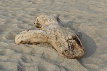 Weathered driftwood piece on sandy beach. Aged wood texture resting on rippled sand. Natural driftwood with unique shape on beach.