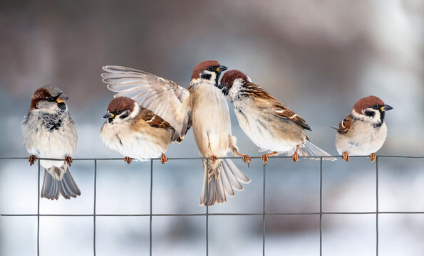 group of funny birds sparrows sitting on a chain-link fence in a winter garden and sorting things out