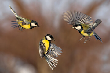photograph set of three tit birds flying with wings and feathers spread against sunny sky in spring garden