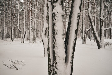 drzewo,zima  © Marcin Łazarczyk