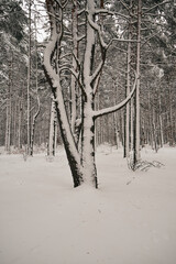 drzewo,zima  © Marcin Łazarczyk