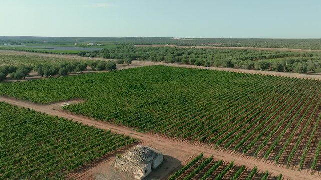 2 TRULLI IN THE MIDDLE OF A FLOWERING VINEYARD, SHOOTED WITH A DRONE FROM BOTTOM UP