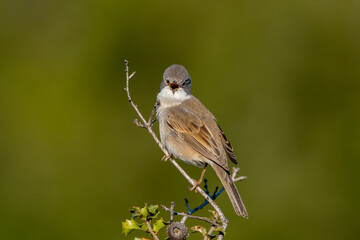 The white-throated warbler or bush warbler (Sylvia communis) is a common, typical species of warbler in the warbler family found in temperate parts of Europe and Western Asia.