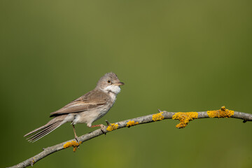 The white-throated warbler or bush warbler (Sylvia communis) is a common, typical species of warbler in the warbler family found in temperate parts of Europe and Western Asia.