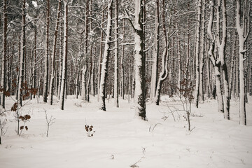 las,zima  © Marcin Łazarczyk