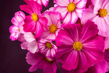 Beautiful pink cosmos flowers on background