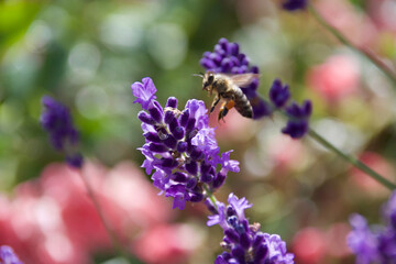 A honeybee hovering near a vibrant purple lavender flower in a blooming field. The background is softly blurred, creating a dreamy effect while emphasizing the bee and flowers.