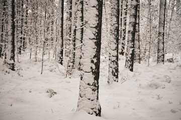 drzewo,zima  © Marcin Łazarczyk