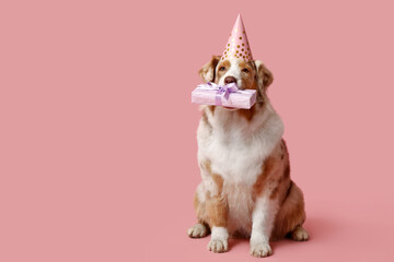 Cute Australian Shepherd dog in party hat with gift box on pink background