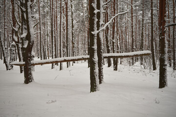 las,zima  © Marcin Łazarczyk