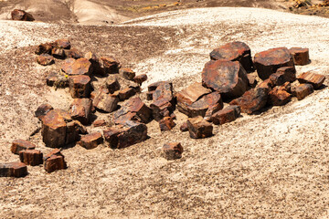 USA, Arizona, Petrified Forest National Park. Petrified tree pieces.