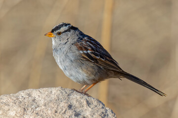 USA, Arizona, Cottonwood, Dead Horse State Park. White-crowned sparrow close-up on rock.