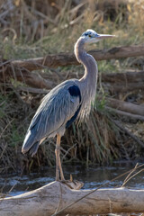 USA, Arizona, Cottonwood, Dead Horse State Park. Great blue heron bird on log.