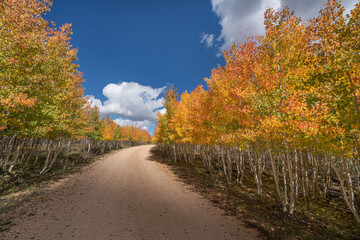 Naklejka premium USA, Arizona, Grand Canyon National Park. Autumn aspens line road on North Rim.