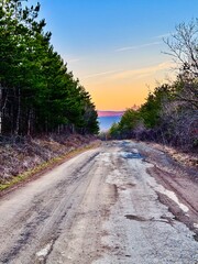 road in the countryside in a pine forest