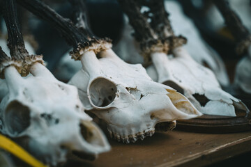 Three deer skulls are displayed on a table