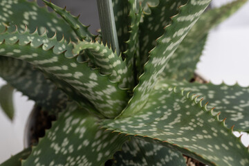 Close up of Speckled Aloe Vera Plant