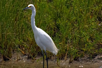 Obraz premium Elegant Snowy Egret in Lush Wetland Habitat