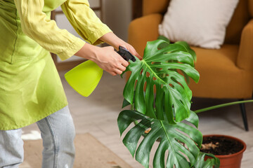 Obraz premium Female hands spraying water on houseplant at home, closeup