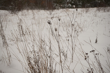 Aminek egipski, Visnaga daucoides Gaertn,zima