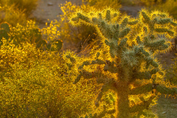 USA, Arizona, Sabino Canyon. Sonoran Desert with backlit cholla cactus.
