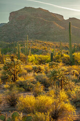 Obraz premium USA, Arizona, Sabino Canyon. Sonoran Desert landscape with cacti and mountains.