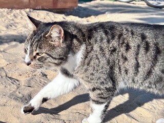 a walking cat outside