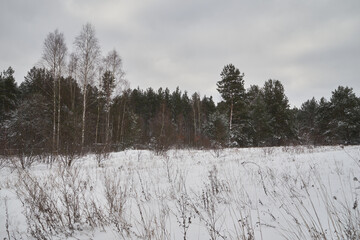 Aminek egipski, Visnaga daucoides Gaertn,zima