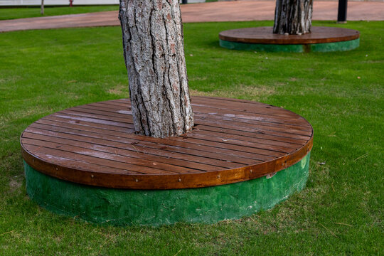 Tree bases with wooden platforms in a well-maintained green park