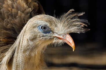 USA, Arizona, Waddell, Wildlife World Zoo. Close-up of red-legged seriema bird's head.