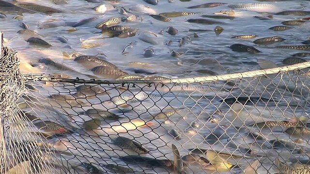 Fishing net full of caught fish; Carp fishing in a commercial pond