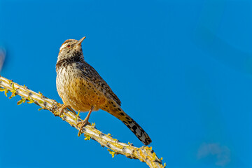 USA, Arizona, Tucson. Cactus wren close-up.