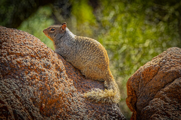USA, Arizona, Tucson. Close-up of Arizona rock squirrel on rock.