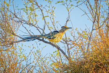 USA, Arizona, Tucson. Male greater roadrunner in tree.