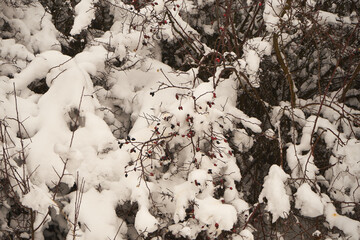 Róża dzika ,Rosa canina L.,zima
