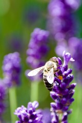 A close-up of a bee collecting nectar from vibrant purple lavender flowers, showcasing the beauty of pollination in nature.