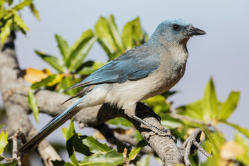 Mexican jay pausing, Usa, Arizona